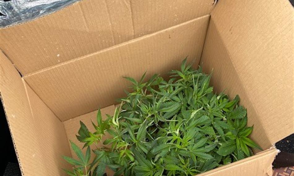 2021-2-17-852Konopí 1.jpg